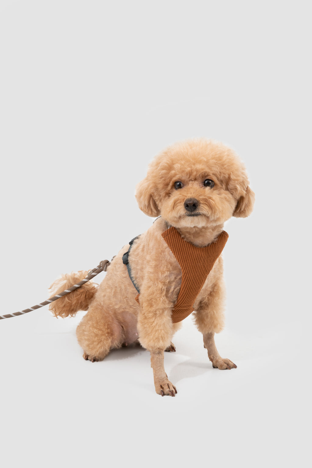 A small fluffy tan dog wearing a brown ribbed harness and matching collar, sitting on a light gray studio background with a leash attached.
