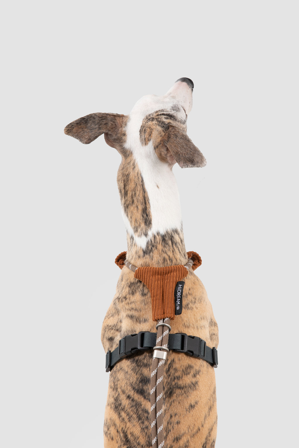 A greyhound dog shown from behind wearing a brown knit harness with a black buckle strap and a rope leash, against a solid light gray background.