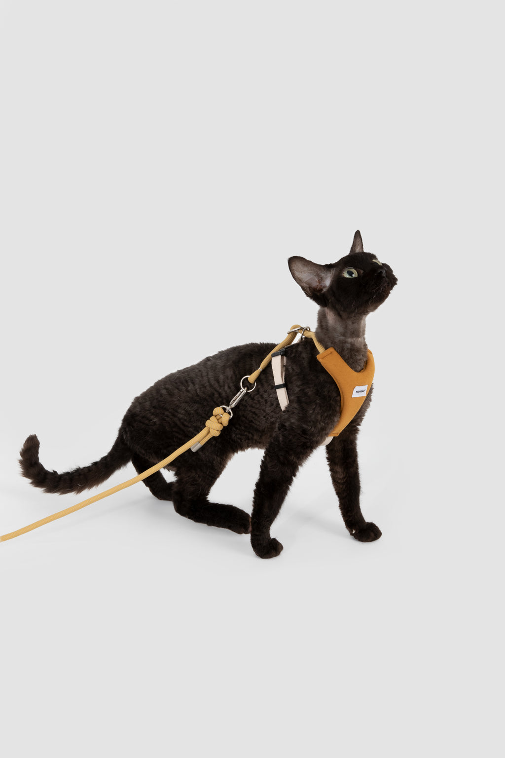 A black cat wearing a mustard yellow harness and matching leash, standing against a light gray studio background.