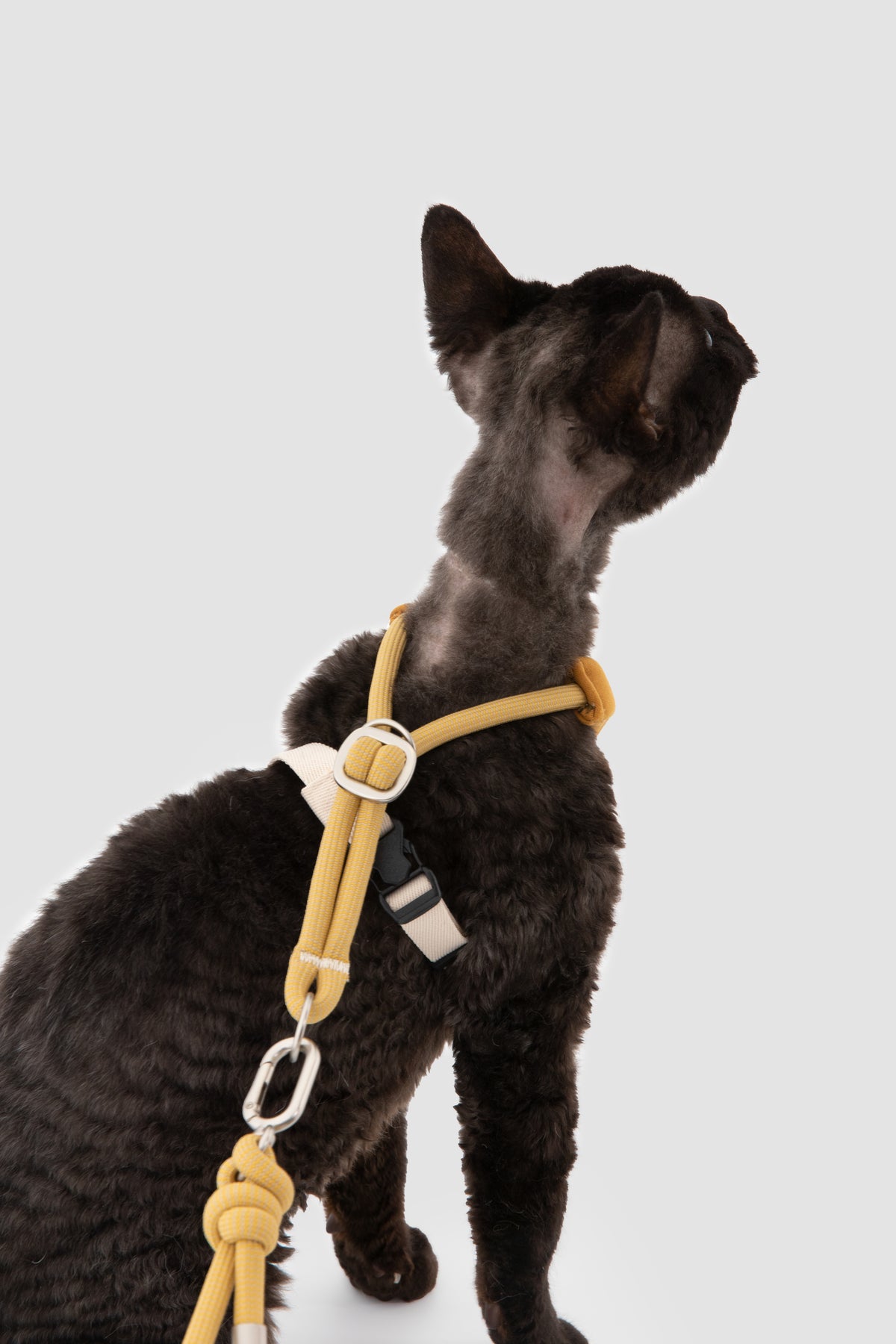 A black cat wearing a mustard yellow harness with silver metal hardware, photographed against a light gray studio background.