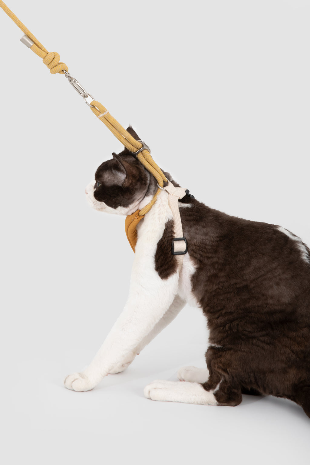 A black and white cat wearing a tan harness attached to a matching leash, posed against a light gray studio background.