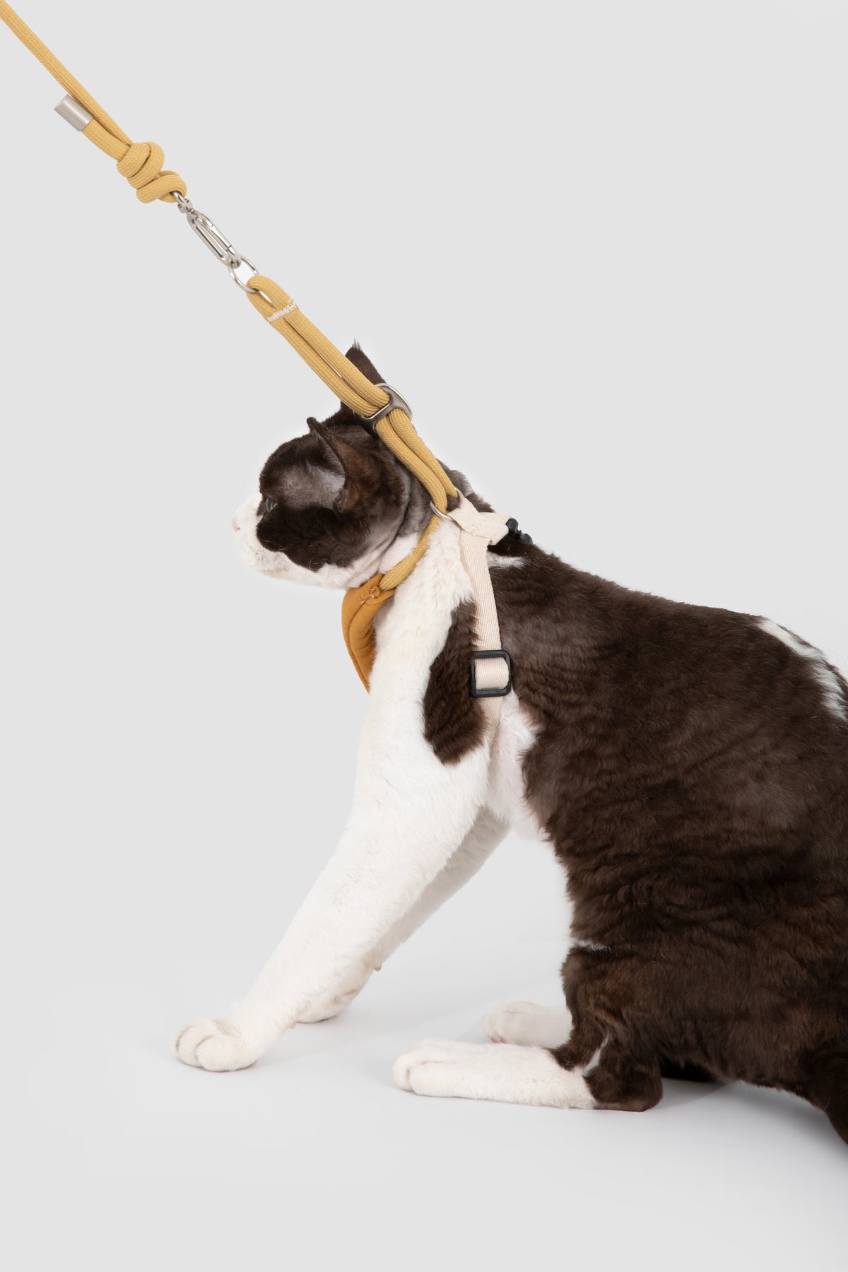 A black and white cat wearing a tan harness attached to a matching leash, posed against a light gray studio background.