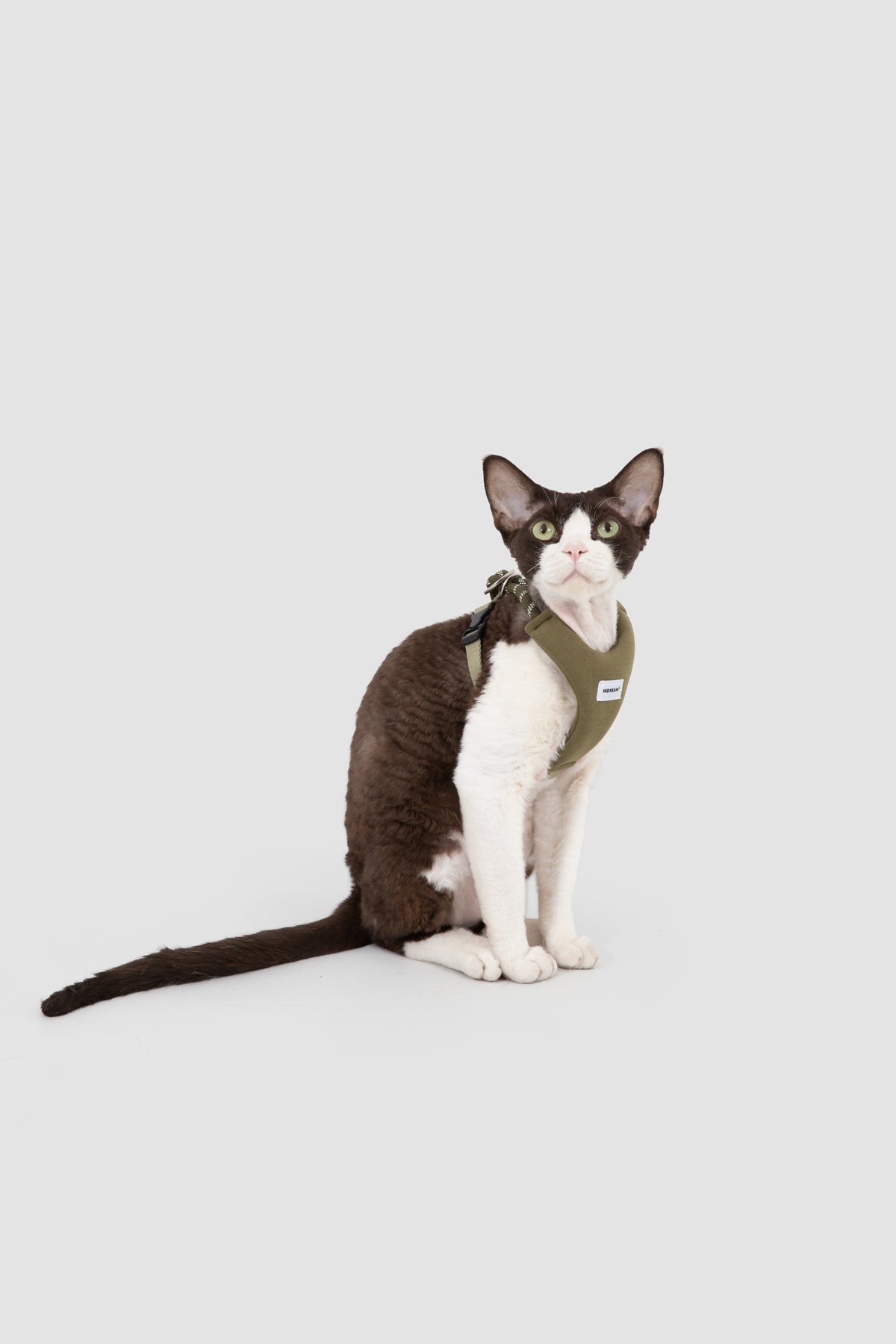 Cornish Rex cat with white chest and brown back wearing an olive green cat harness, sitting against a light gray background
