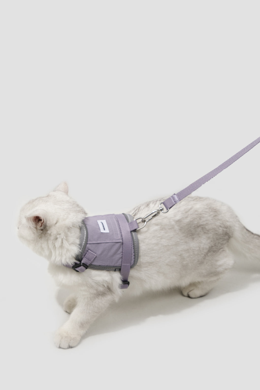 A white cat wearing a lavender purple harness and leash, walking against a light gray studio background.