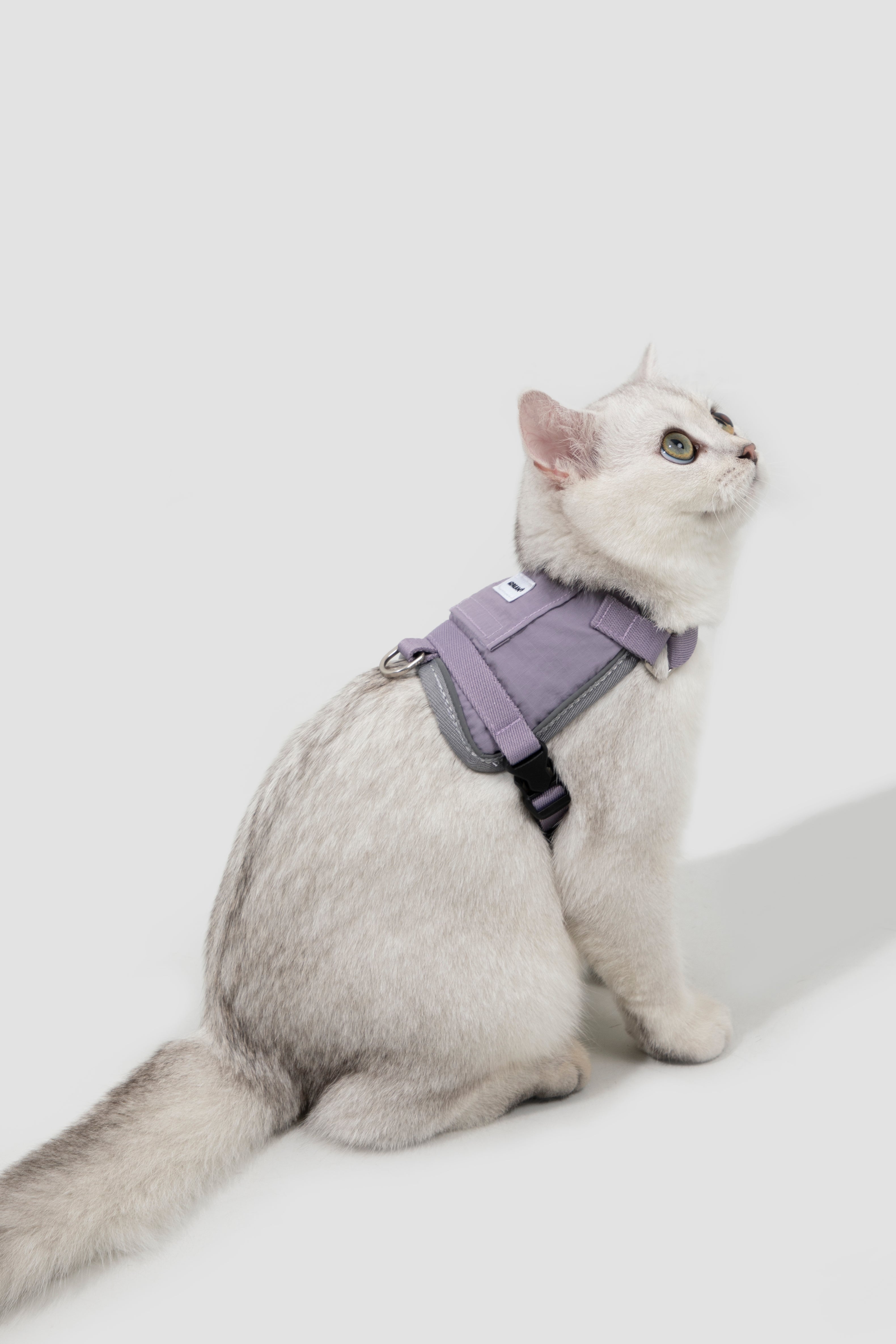 Cat wearing a purple harness on a white background