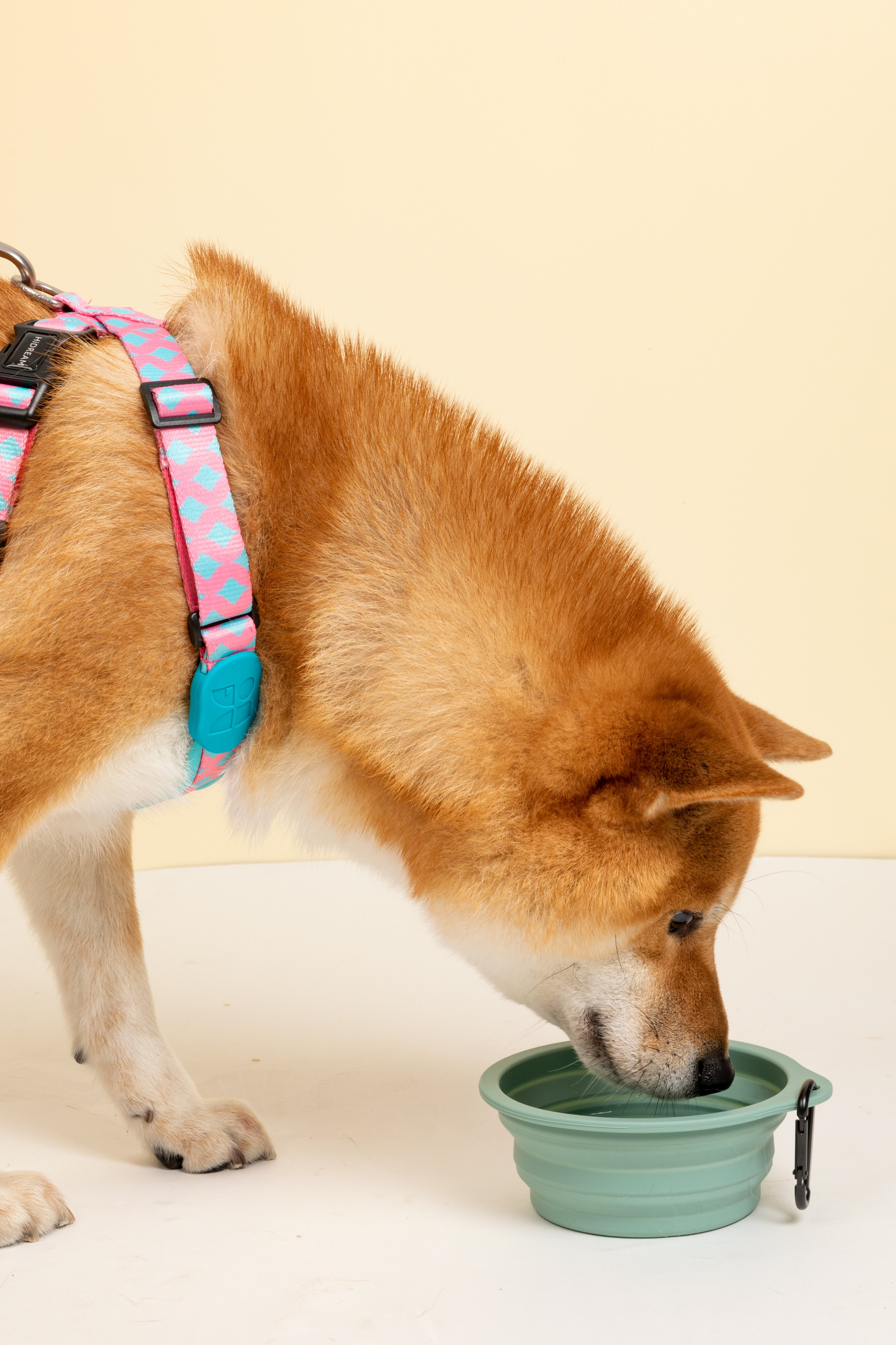 A Shiba Inu dog drinking from a mint green collapsible bowl, wearing a pink and blue patterned harness against a solid pale yellow background.