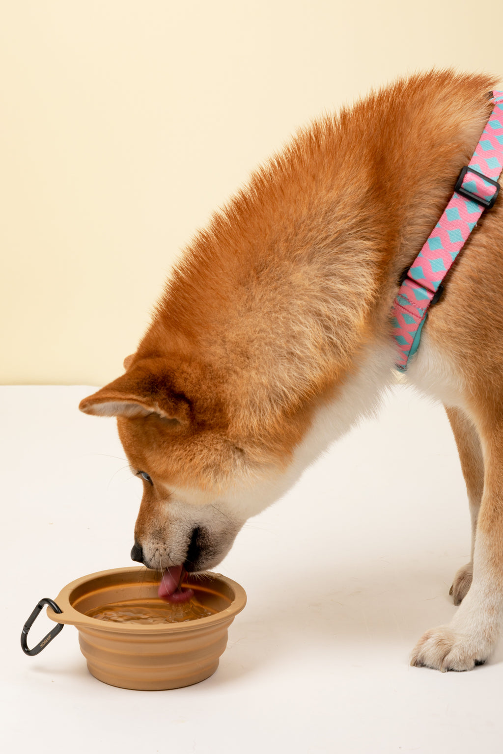 A Shiba Inu dog drinking from a brown collapsible silicone bowl with a black handle, wearing a pink and blue patterned harness, against a cream background.