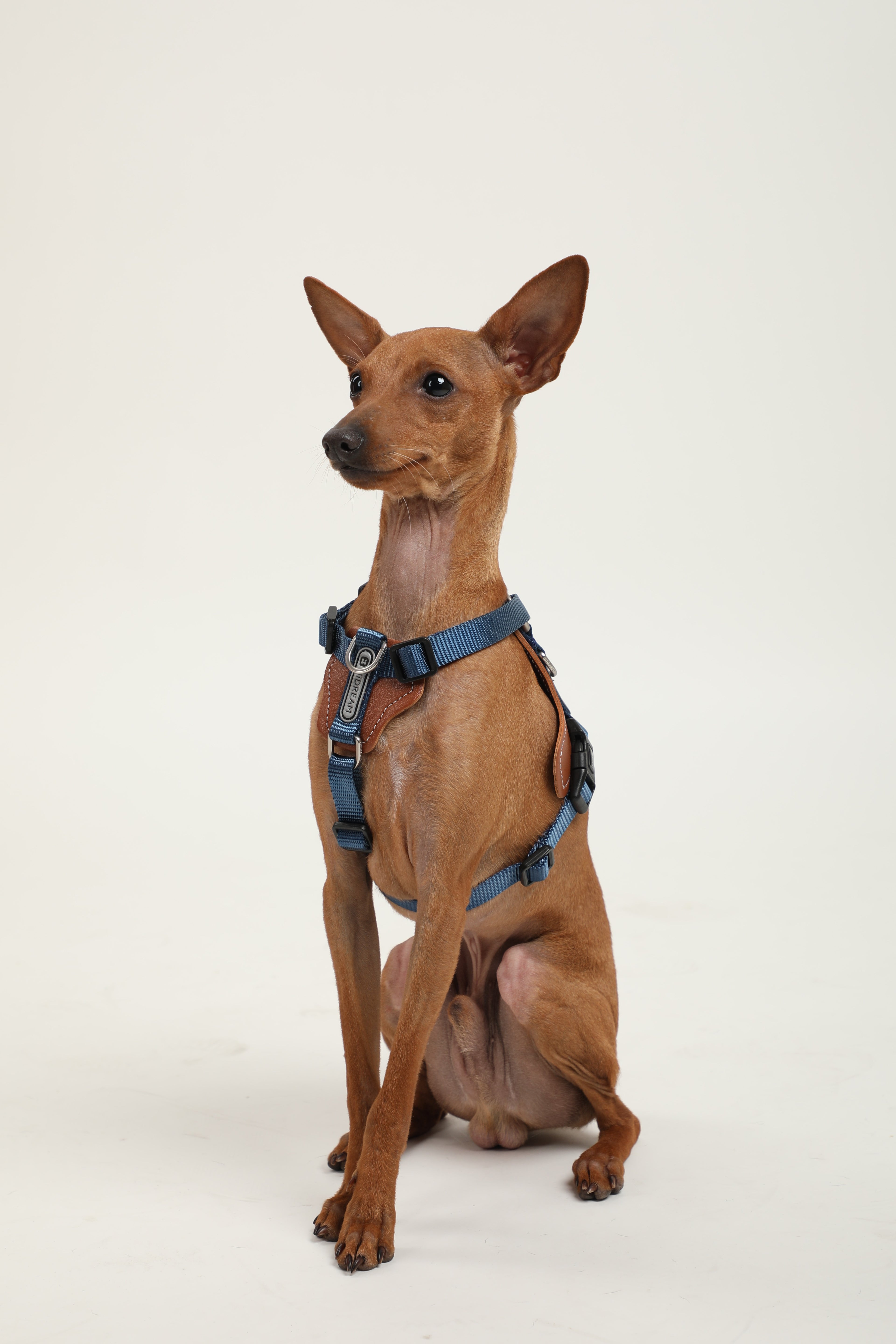 A small brown dog wearing a blue harness, sitting against a plain light gray studio background.