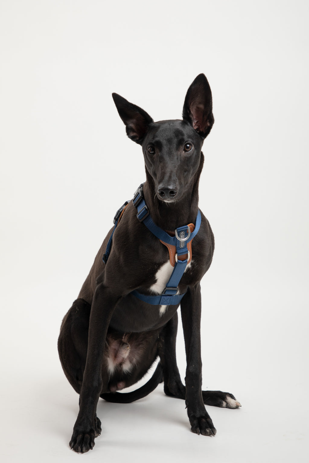Product image of the HiDREAM Bobo - Dog Harness & Multifunctional Leash Set