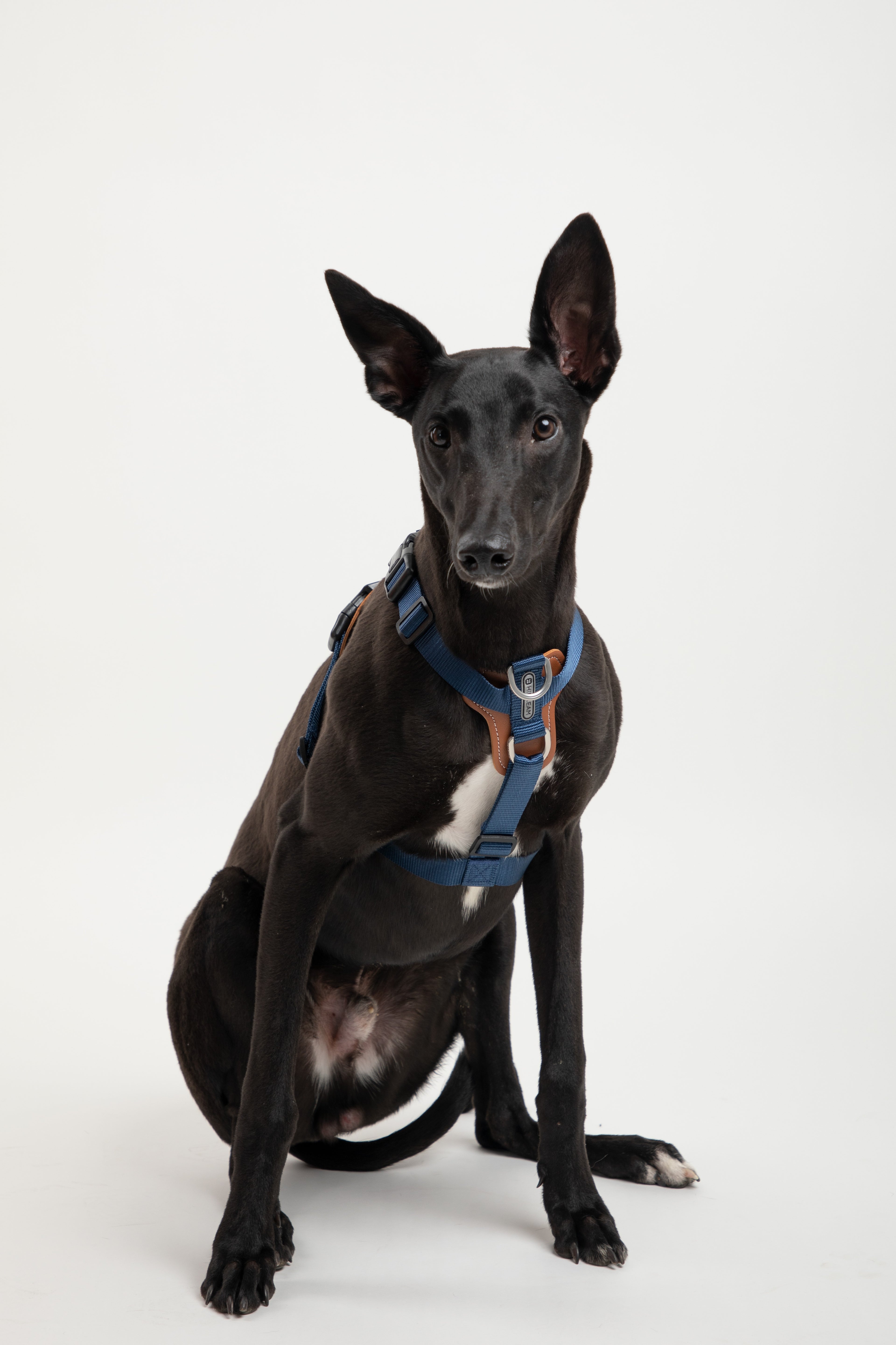 Product image of the HiDREAM Bobo - I-Shaped Dog Harness