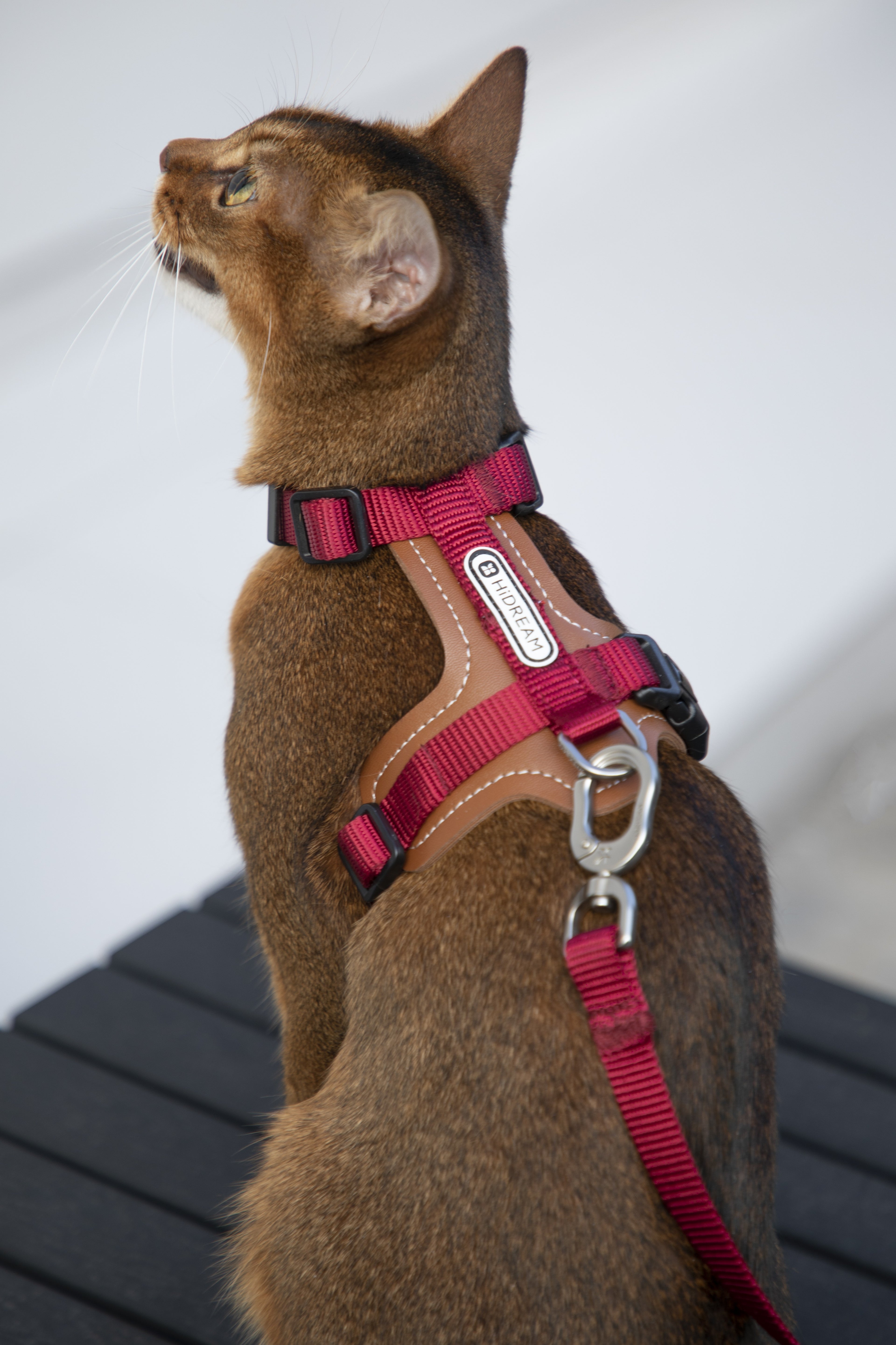 A cat wearing a red harness with a matching leash
