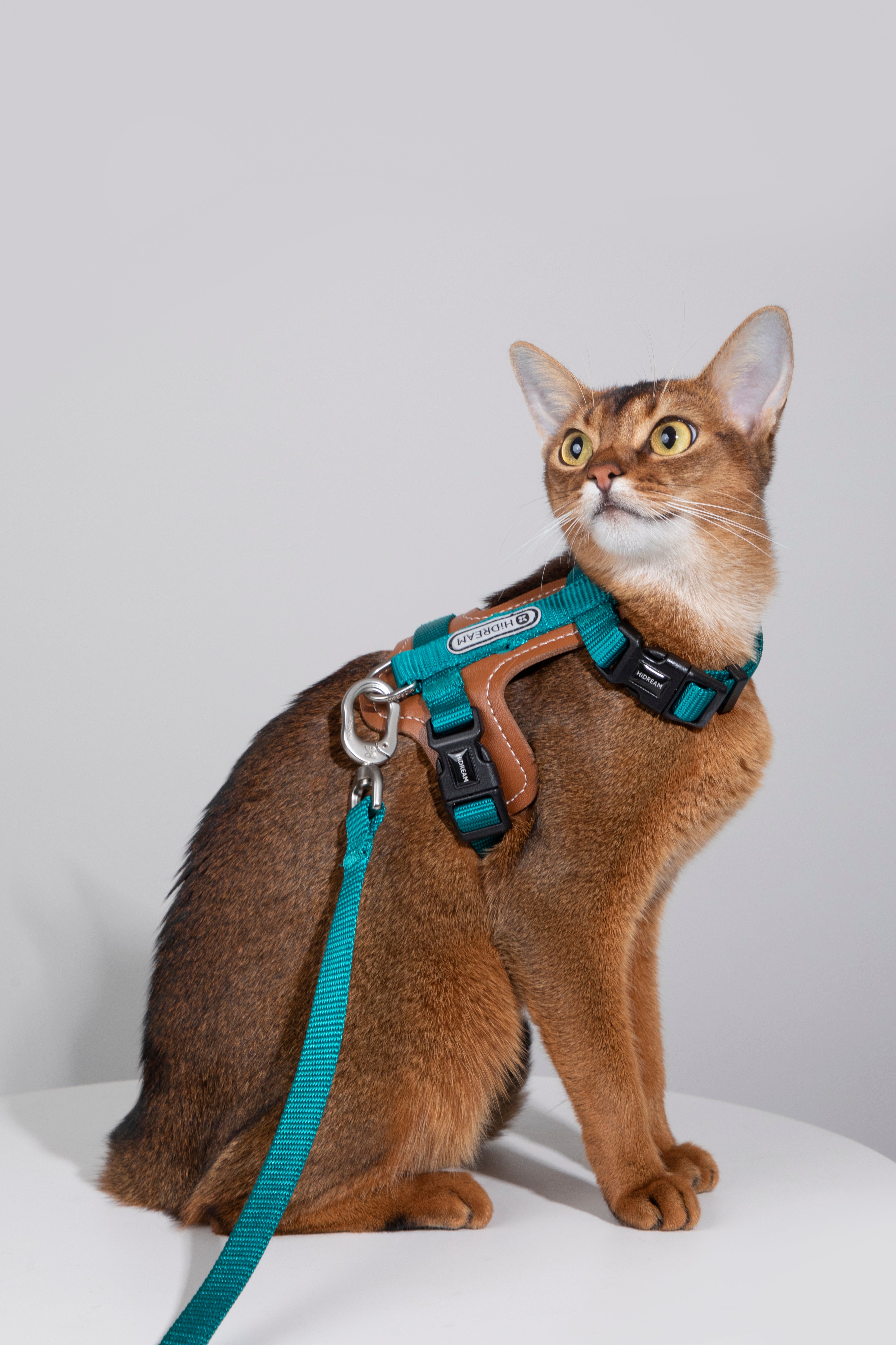 A brown cat wearing a teal and green harness with a matching leash, photographed against a clean light gray studio background.