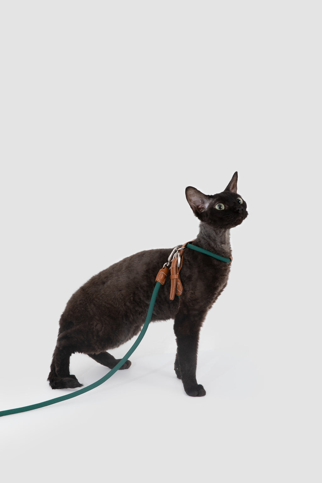 Product image of the HiDREAM Rambler - Cat Harness Set