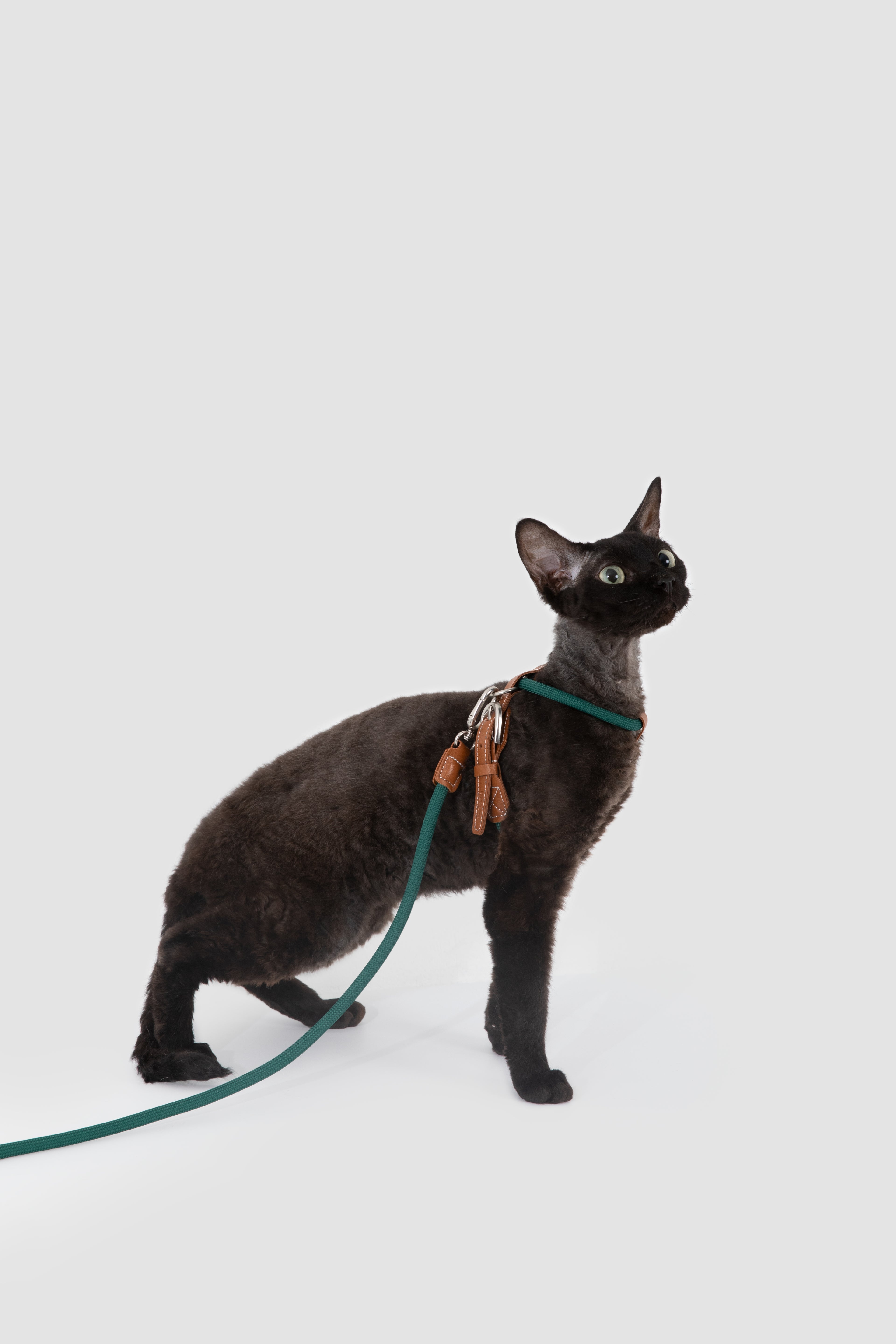 Product image of the HiDREAM Rambler - Cat Harness Set