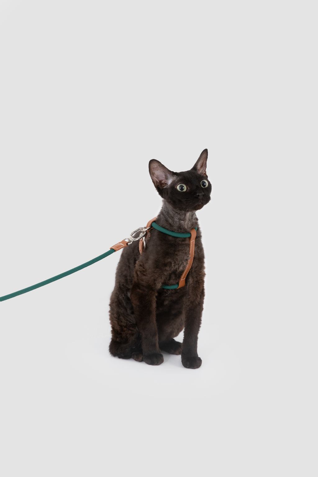 Product image of the HiDREAM Rambler - Cat Harness Set