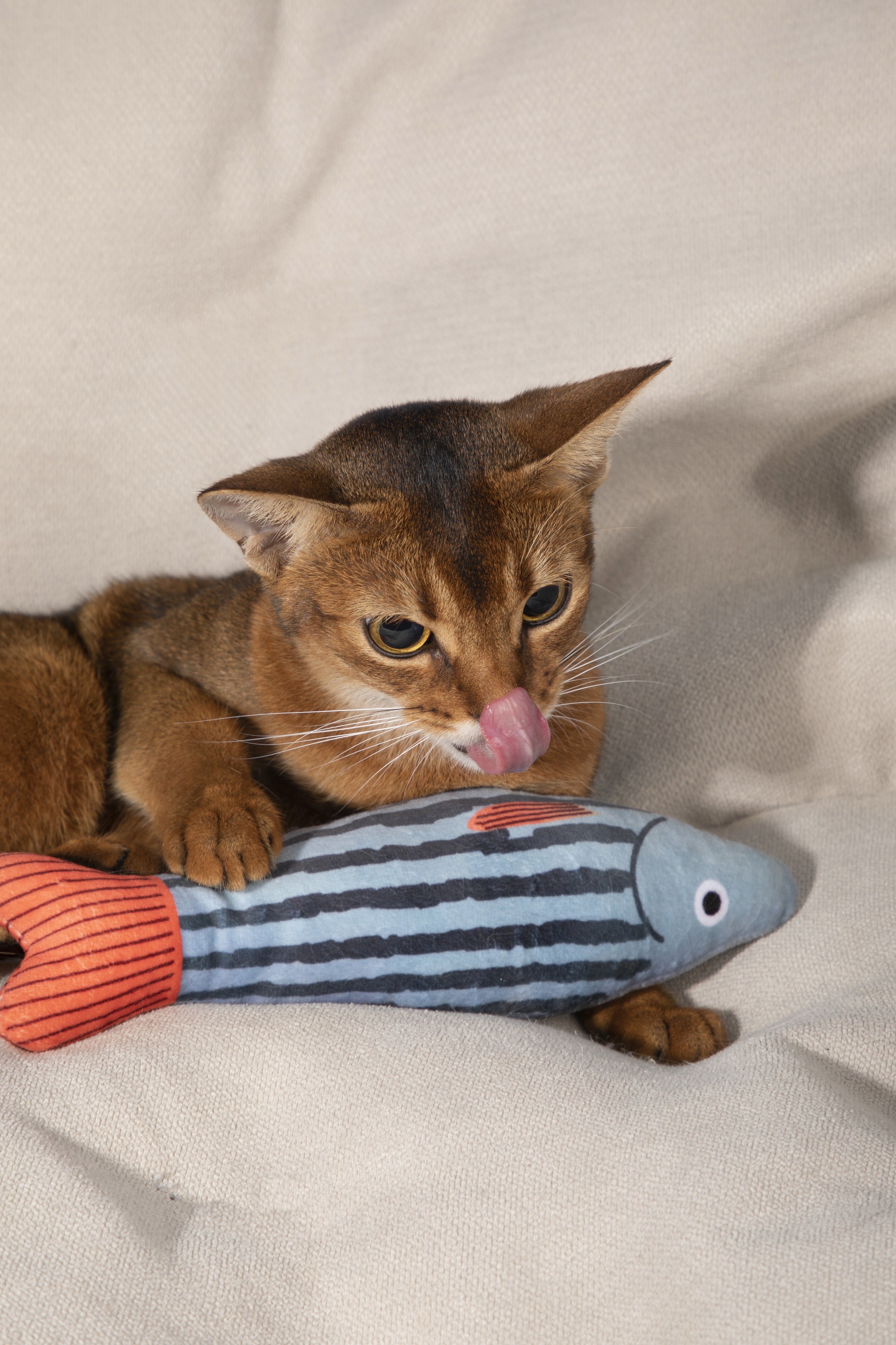 A brown cat licks a striped blue and gray fish-shaped toy while lying on a beige fabric surface.