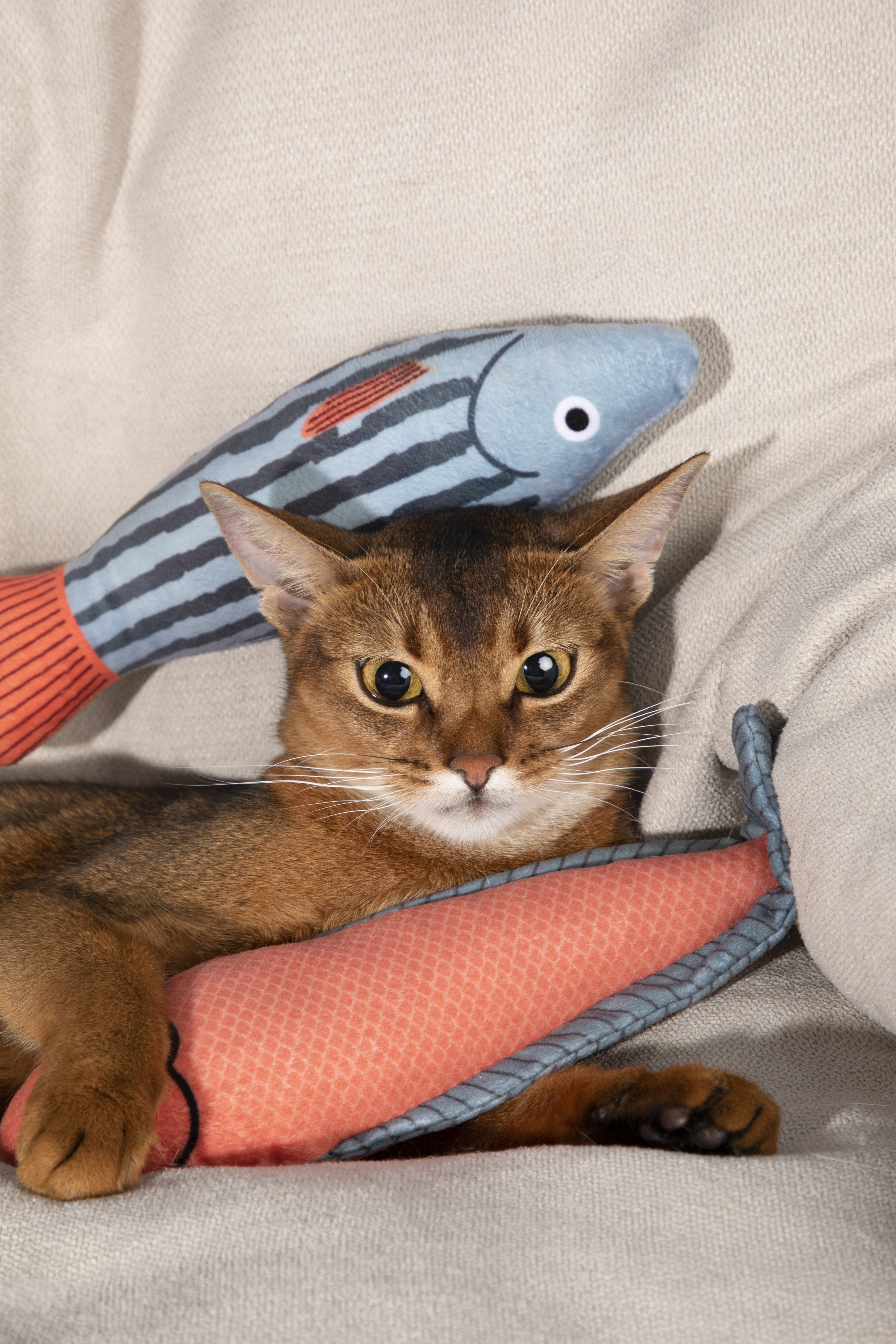 A brown cat lies on a beige fabric surface, nestled between two soft toy pillows: a striped blue-gray and orange fish-shaped toy behind its head and a salmon-shaped toy in front.