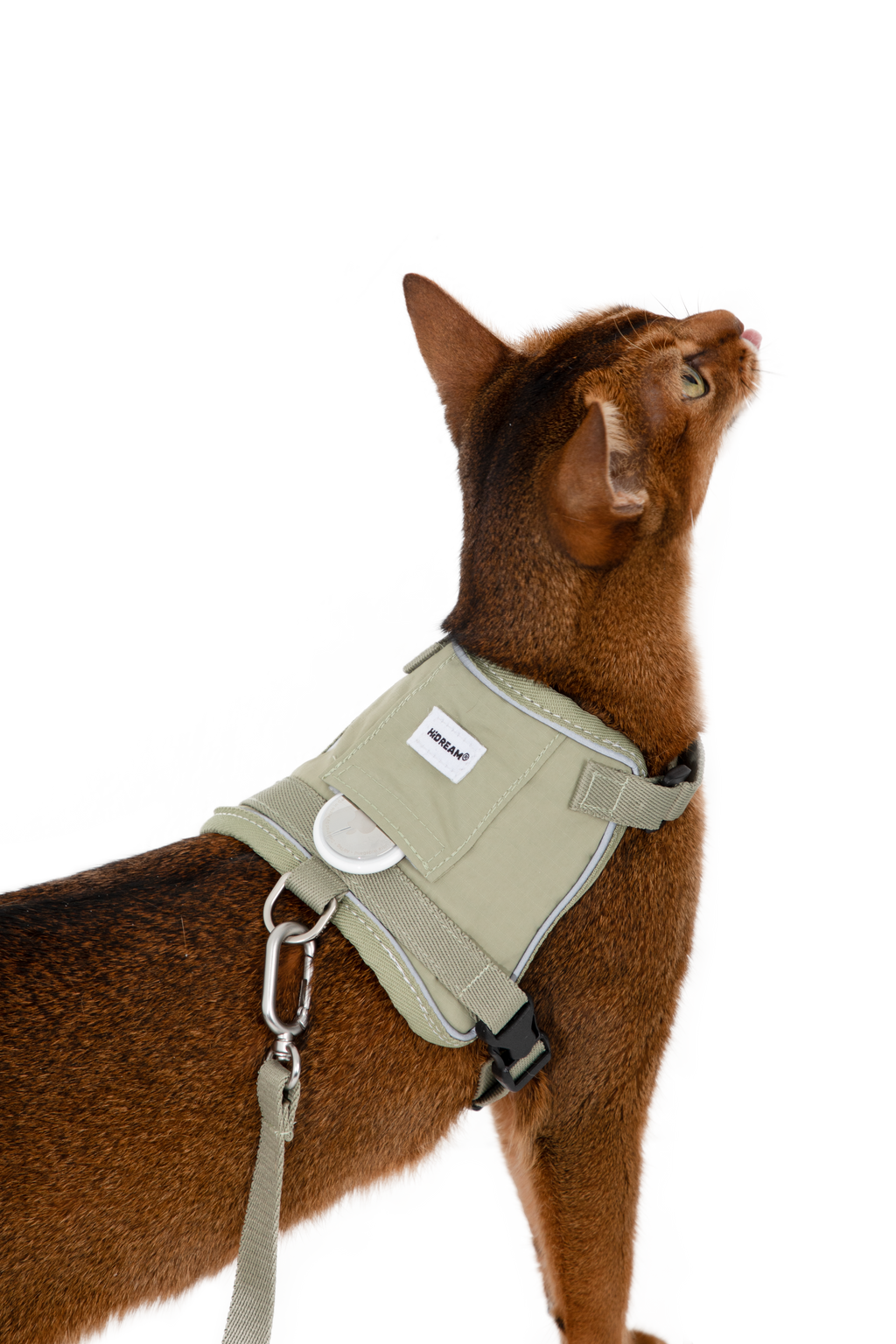 Cat wearing a beige harness on a white background