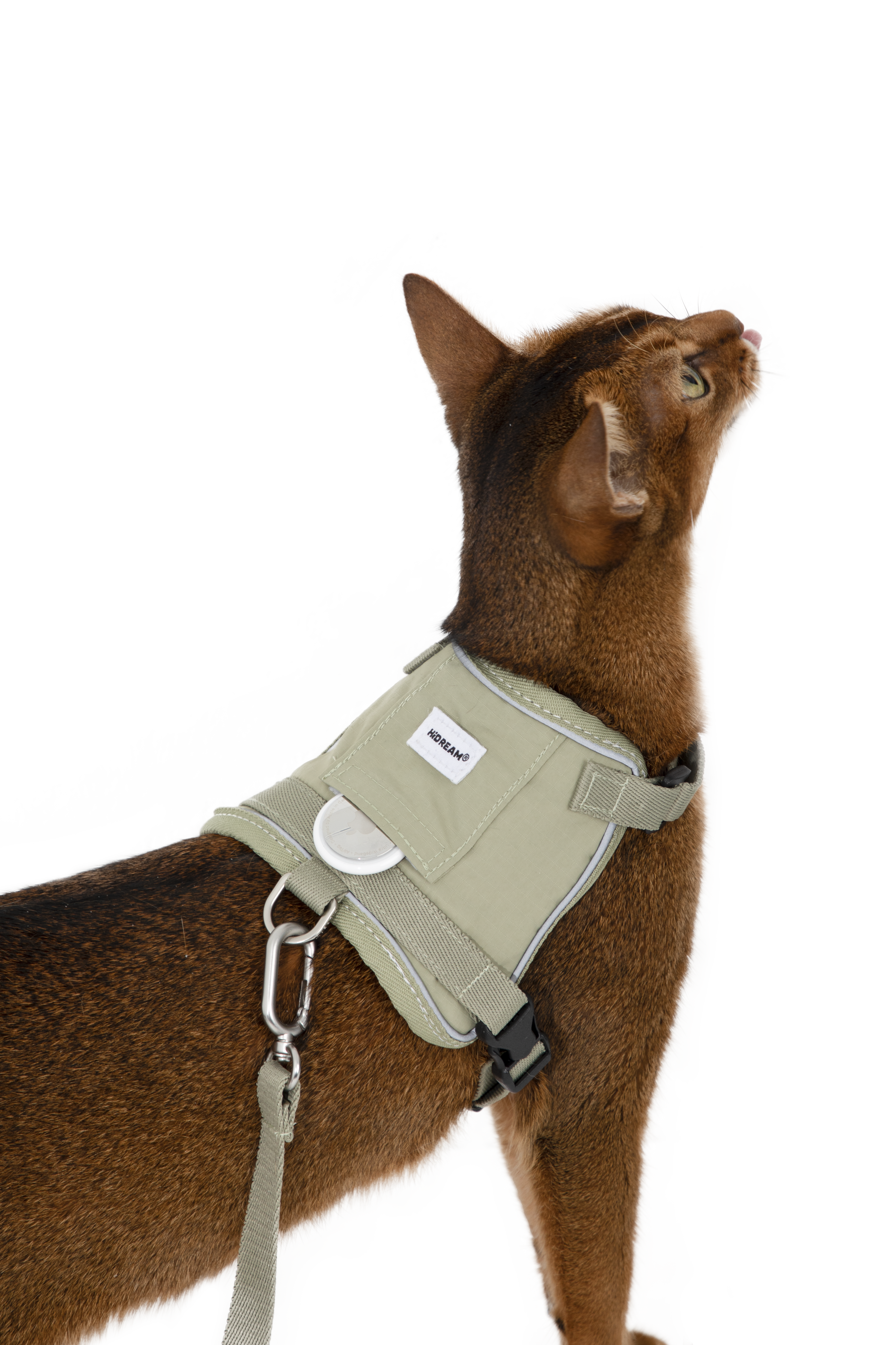 Cat wearing a beige harness on a white background