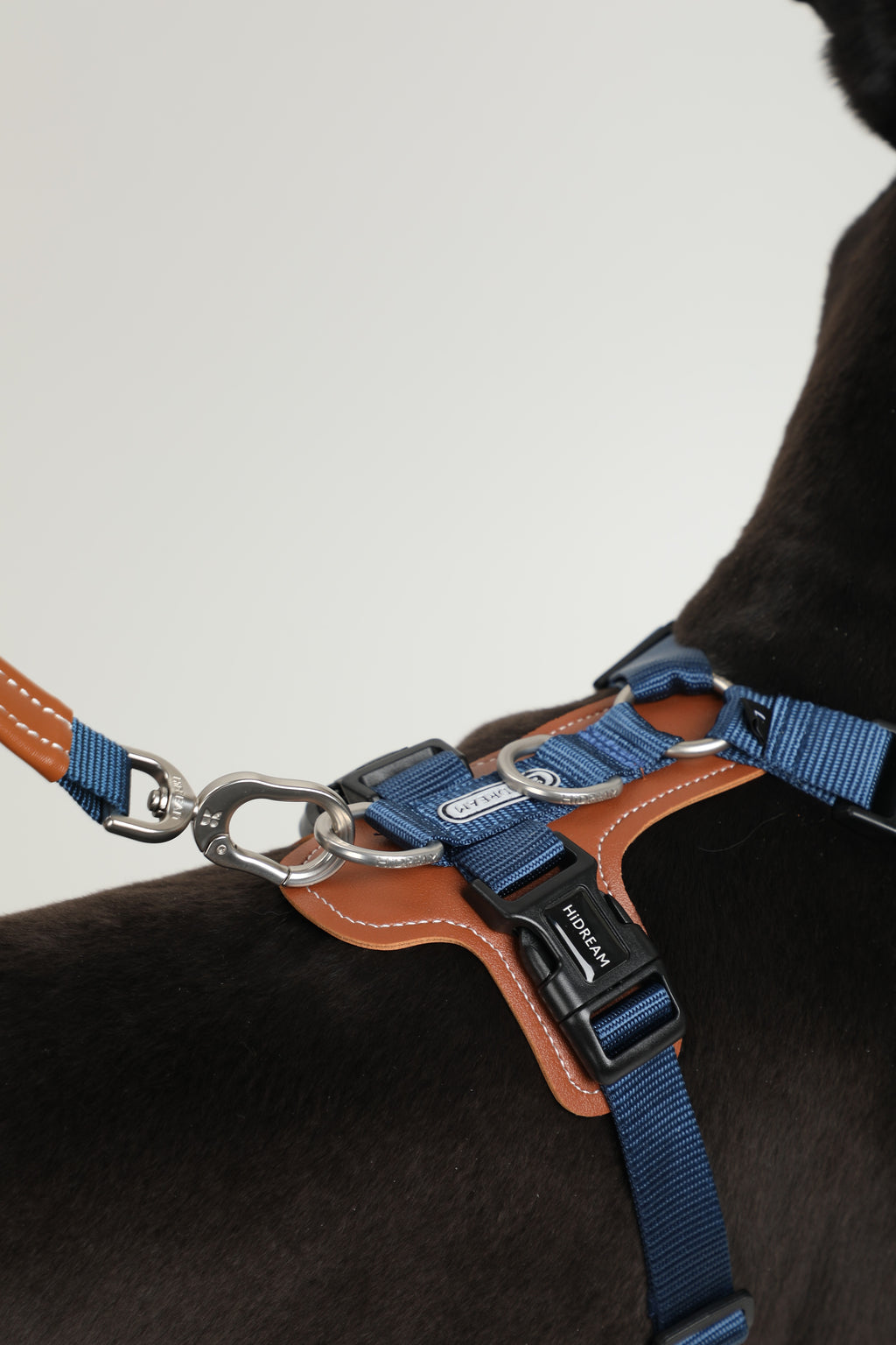 Close-up of a dog wearing a blue HiDREAM Bobo I-Shaped Dog Harness with silver hardware and a matching leash, on a plain light background.