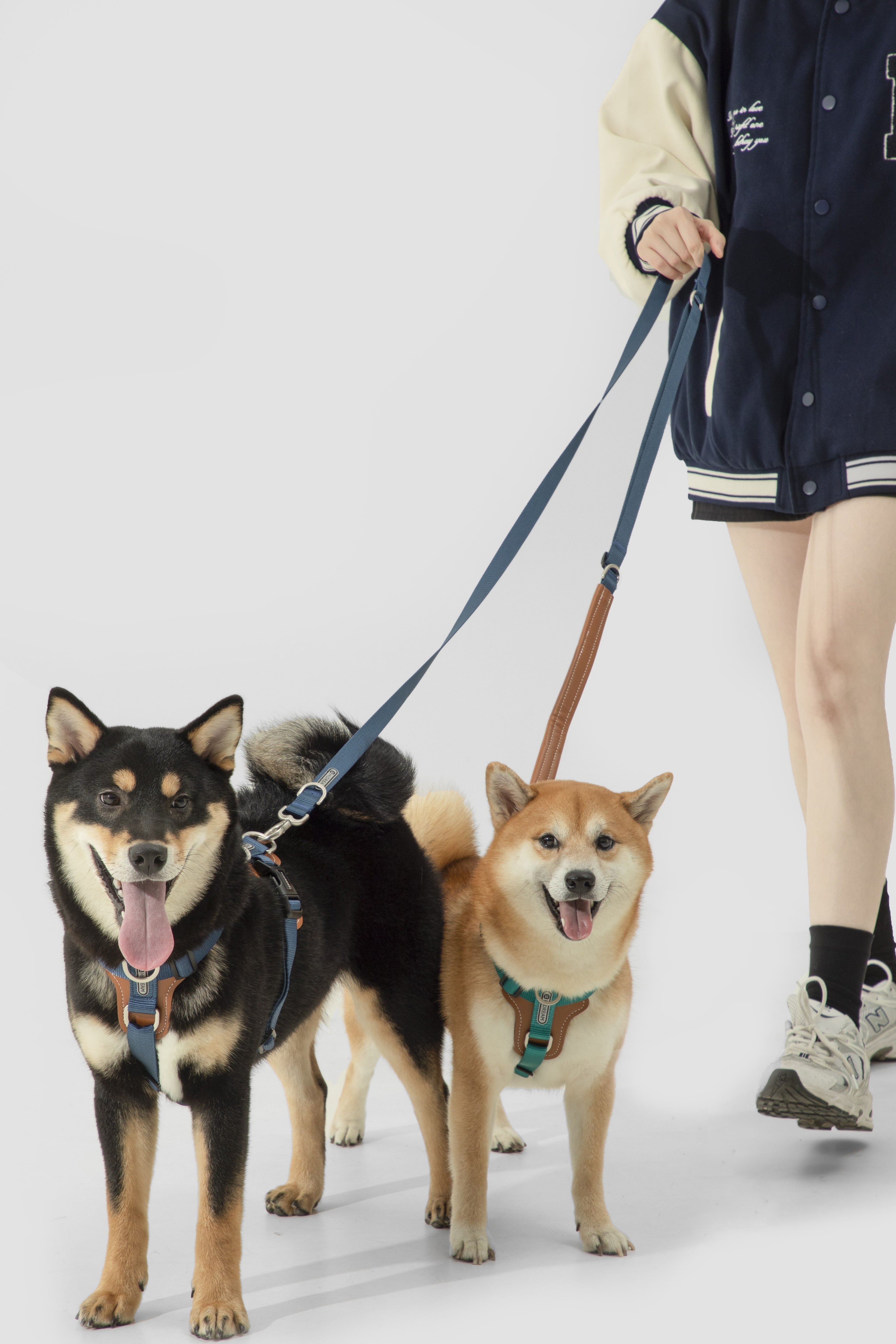 Two dogs wearing harnesses and leashes being walked by a person wearing a navy and beige varsity jacket, shown against a plain light gray studio background.