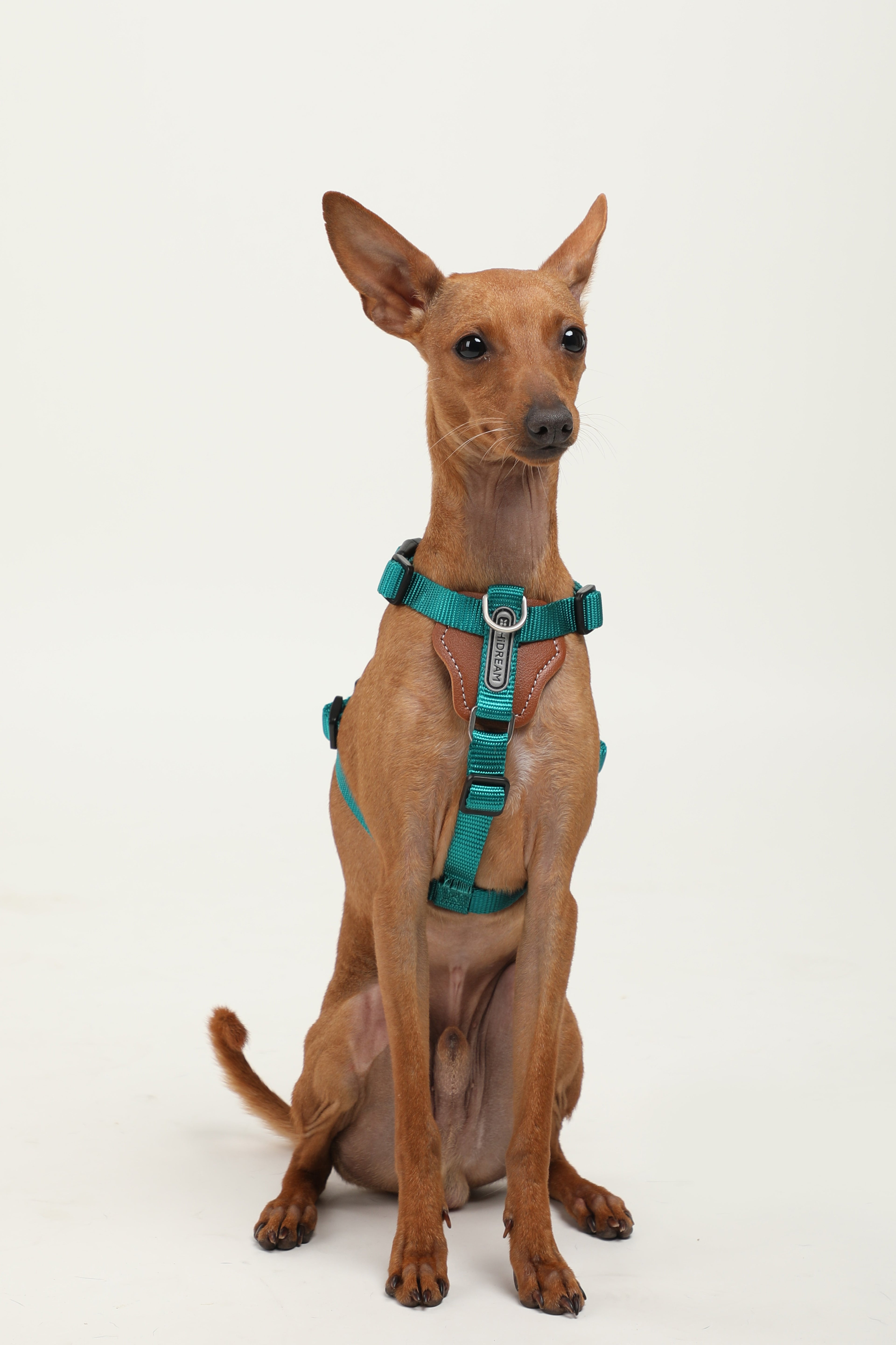 A small brown dog sitting upright against a plain light background, wearing a teal harness with a metal D-ring and adjustment straps.