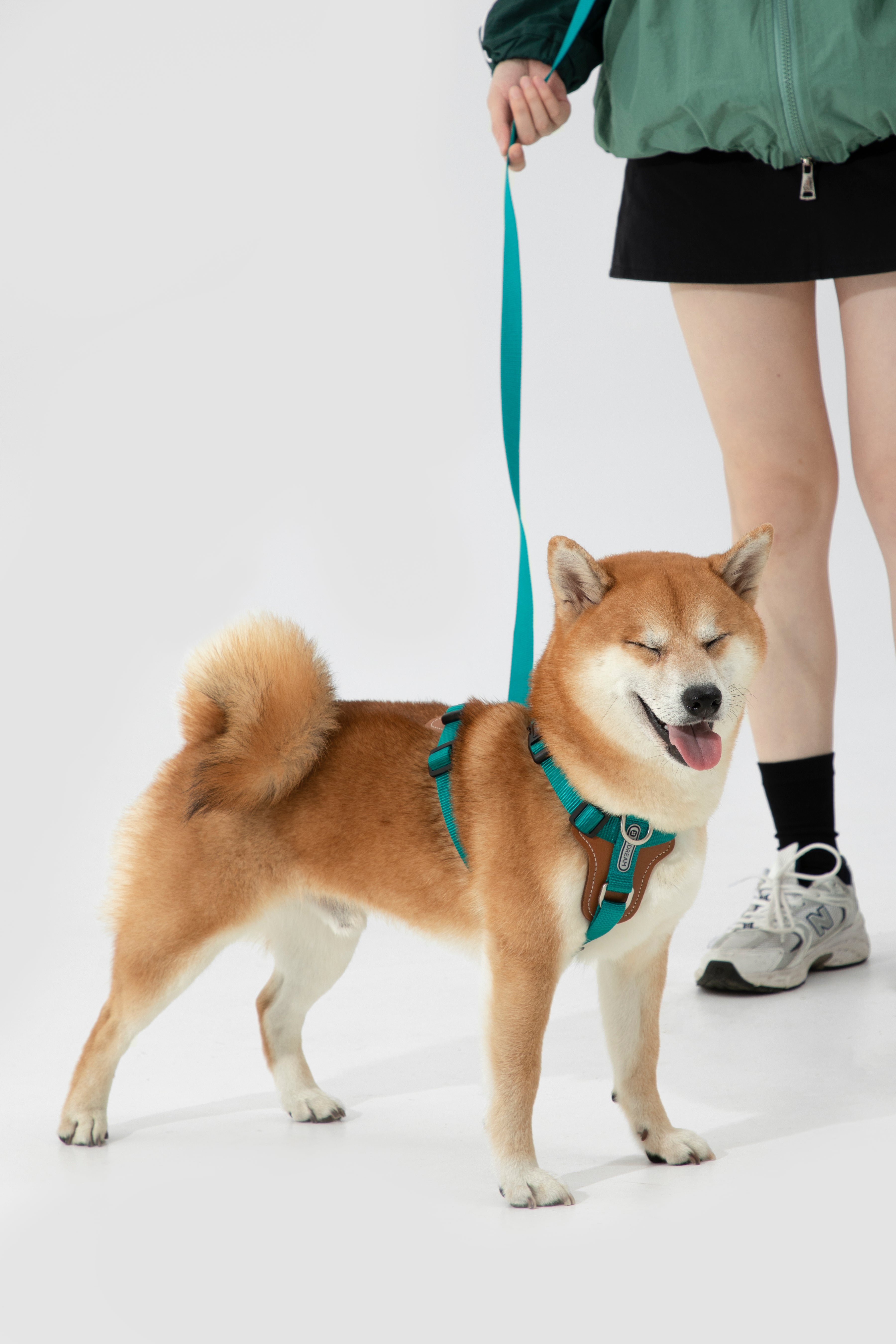 A Shiba Inu dog wearing a teal harness and leash stands on a white studio background next to a person wearing a green jacket, black skirt, and white sneakers.