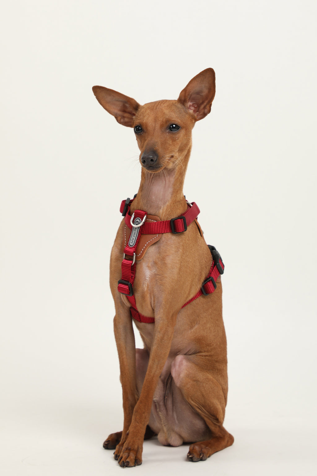 A small brown dog wearing a red harness, sitting against a plain white studio background.