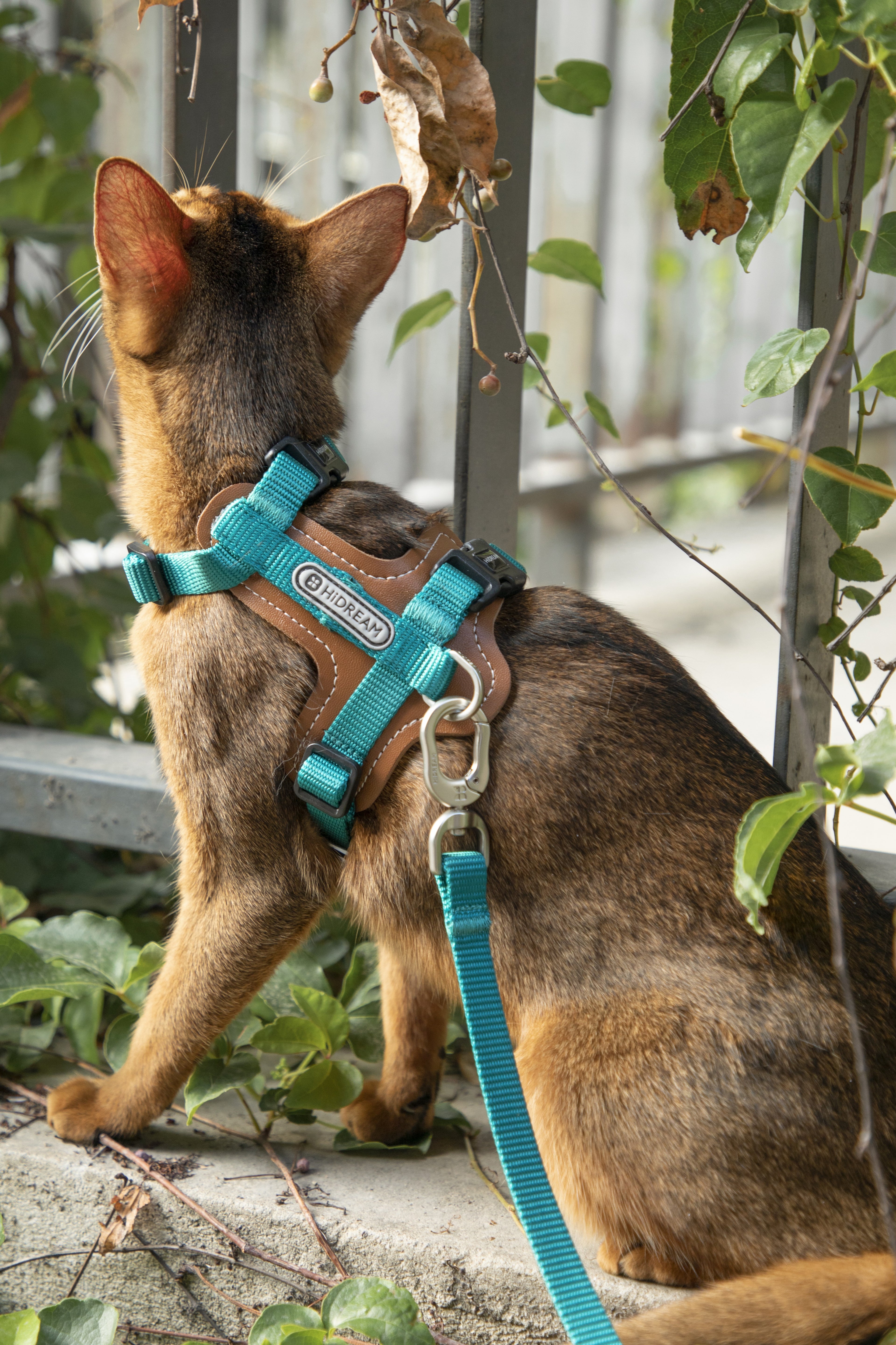 Cat wearing a green HiDREAM harness outdoors