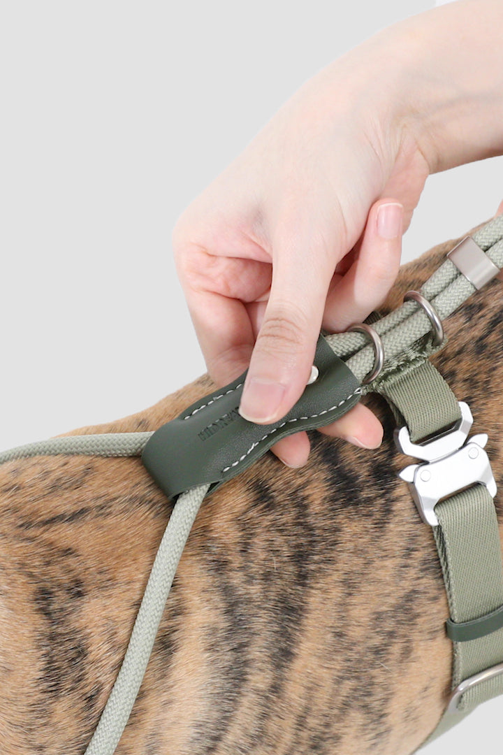 Person adjusting a green dog harness on a dog with a plain background
