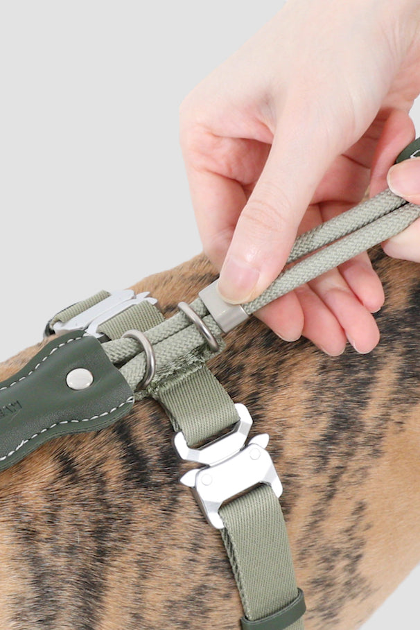 A close-up of a person's hand fastening an olive green dog harness with silver metal buckles onto a brown and black spotted dog's chest.