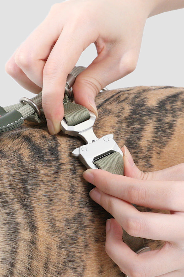 Close-up of a person's hands fastening an olive green dog collar with a silver metal buckle onto a dog's neck, showing the collar's texture and the buckle in detail.
